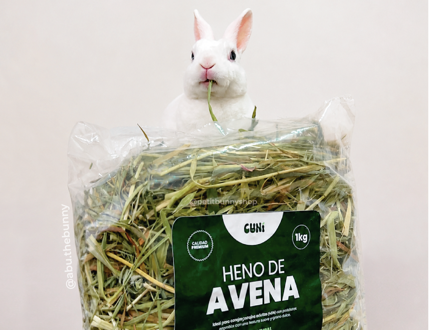 Abu el conejo de Petit Bunny comiendo heno de avena Cuni alimento favorito de conejitos